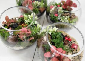 나의 작은 정원, 이끼 테라리움